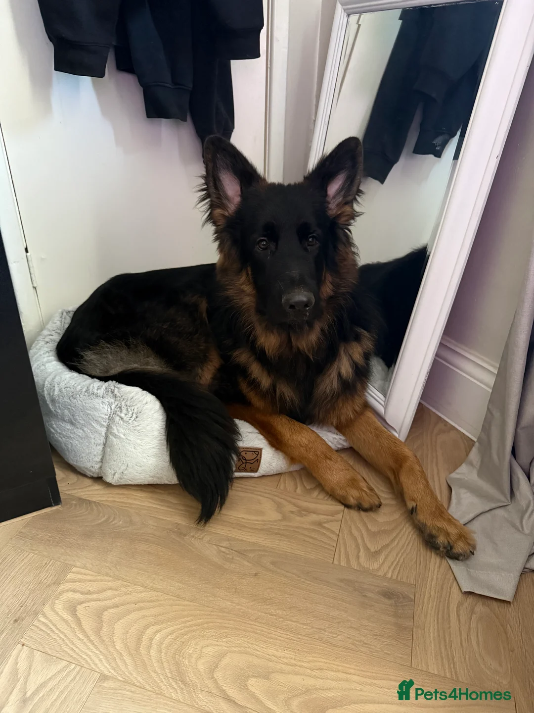 German Shepherd dogs for sale: German Shepherd - Advert 2
