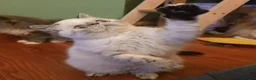 Persian cats for sale: Pedigree Persian and Exotic kitten waiting list  - Advert 6
