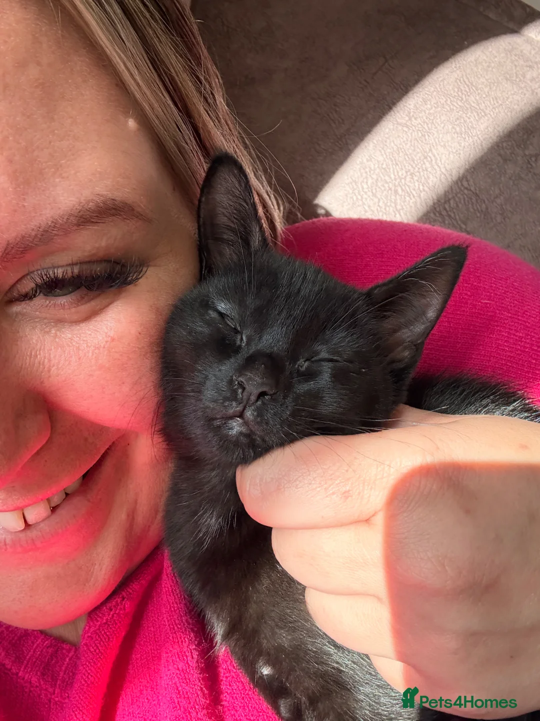 Mixed Breed cats for sale: Male kitten  - Advert 1