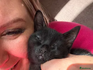 Mixed Breed cats Male kitten - Advert 8