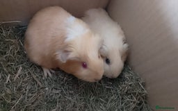 Guinea Pig rodents for sale: Beautiful cream cornet cross boy guinea pigs - Image 1
