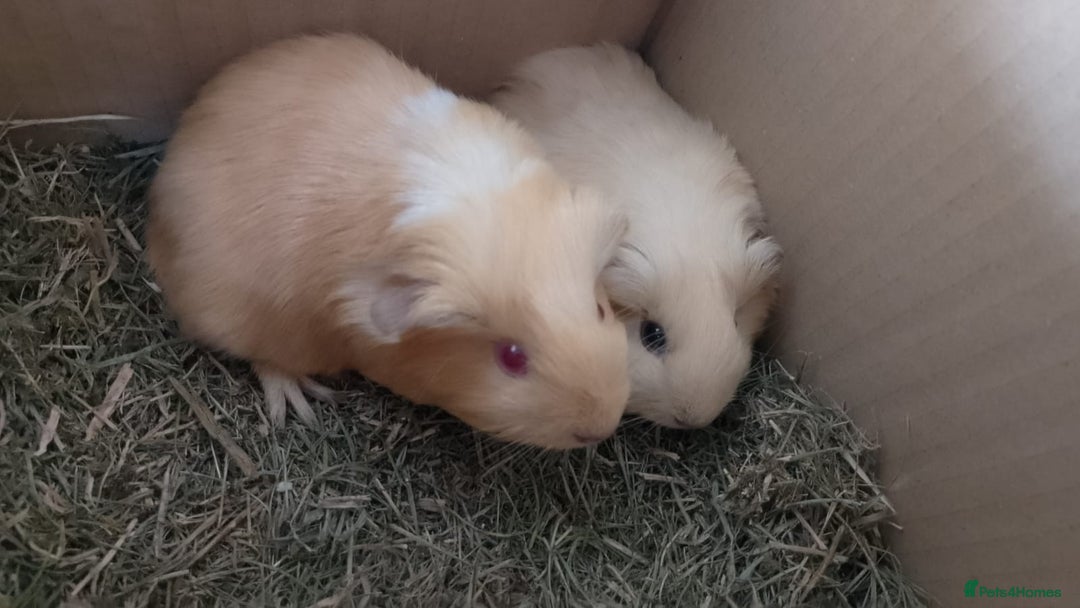 Guinea Pig rodents for sale: Beautiful cream cornet cross boy guinea pigs - Image 1