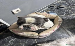 French Bulldog dogs for adoption: Rescue dog Herb is available for adoption - Image 6