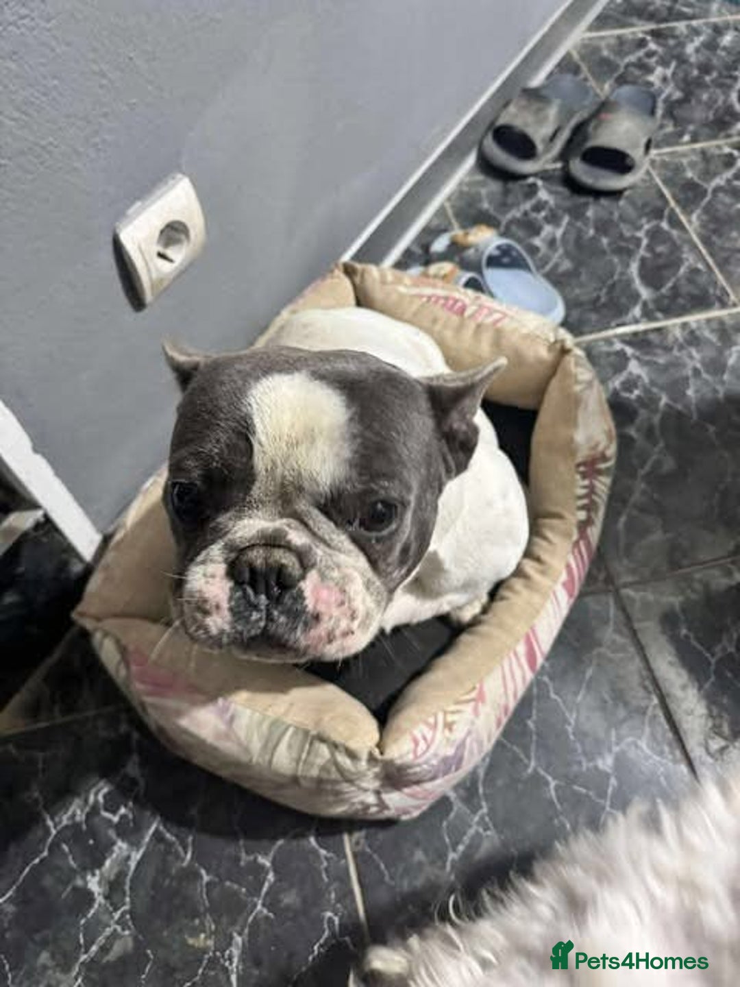 French Bulldog dogs for adoption: Rescue dog Herb is available for adoption - Image 6