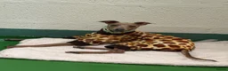 Italian Greyhound dogs for sale: KC REG Italian greyhounds DUE! - Advert 3
