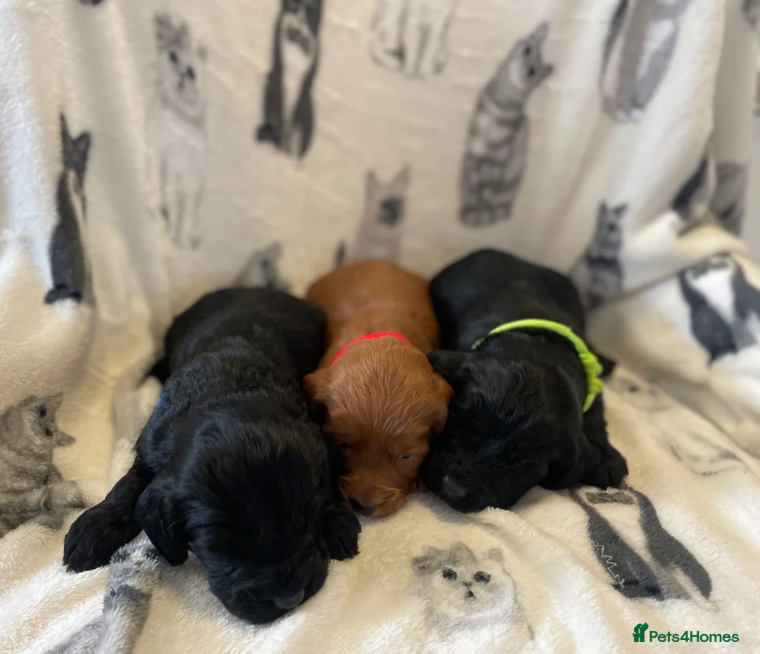 Cockapoo dogs for sale: Beautiful F1 cockapoos  - Advert 2