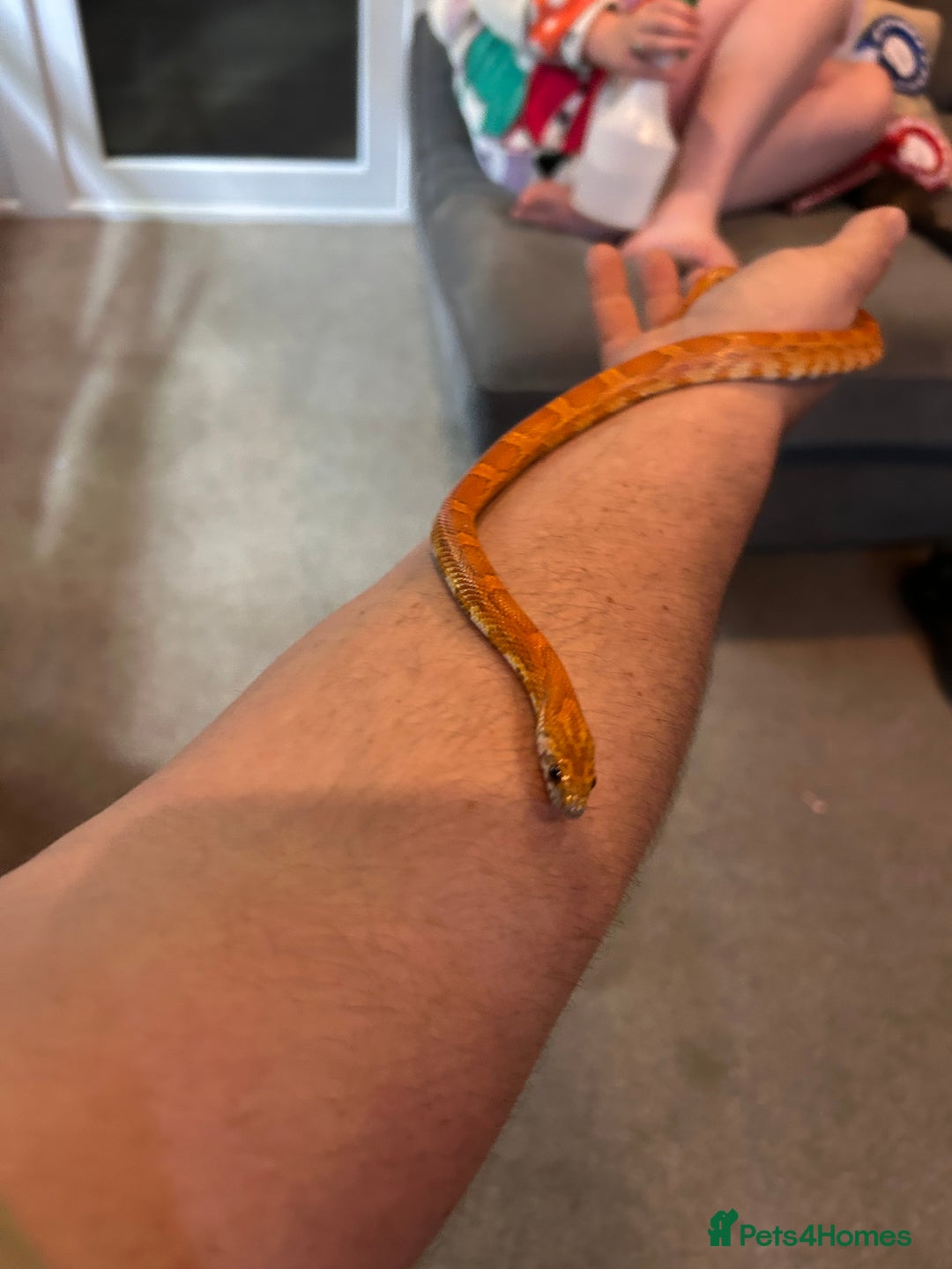 Corn Snake reptiles for sale: Corn snake and set up - Image 7