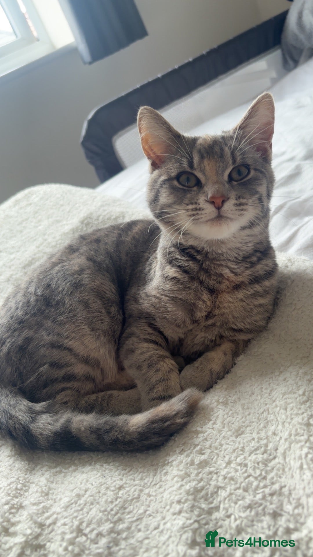Mixed Breed cats Willow - Advert 13