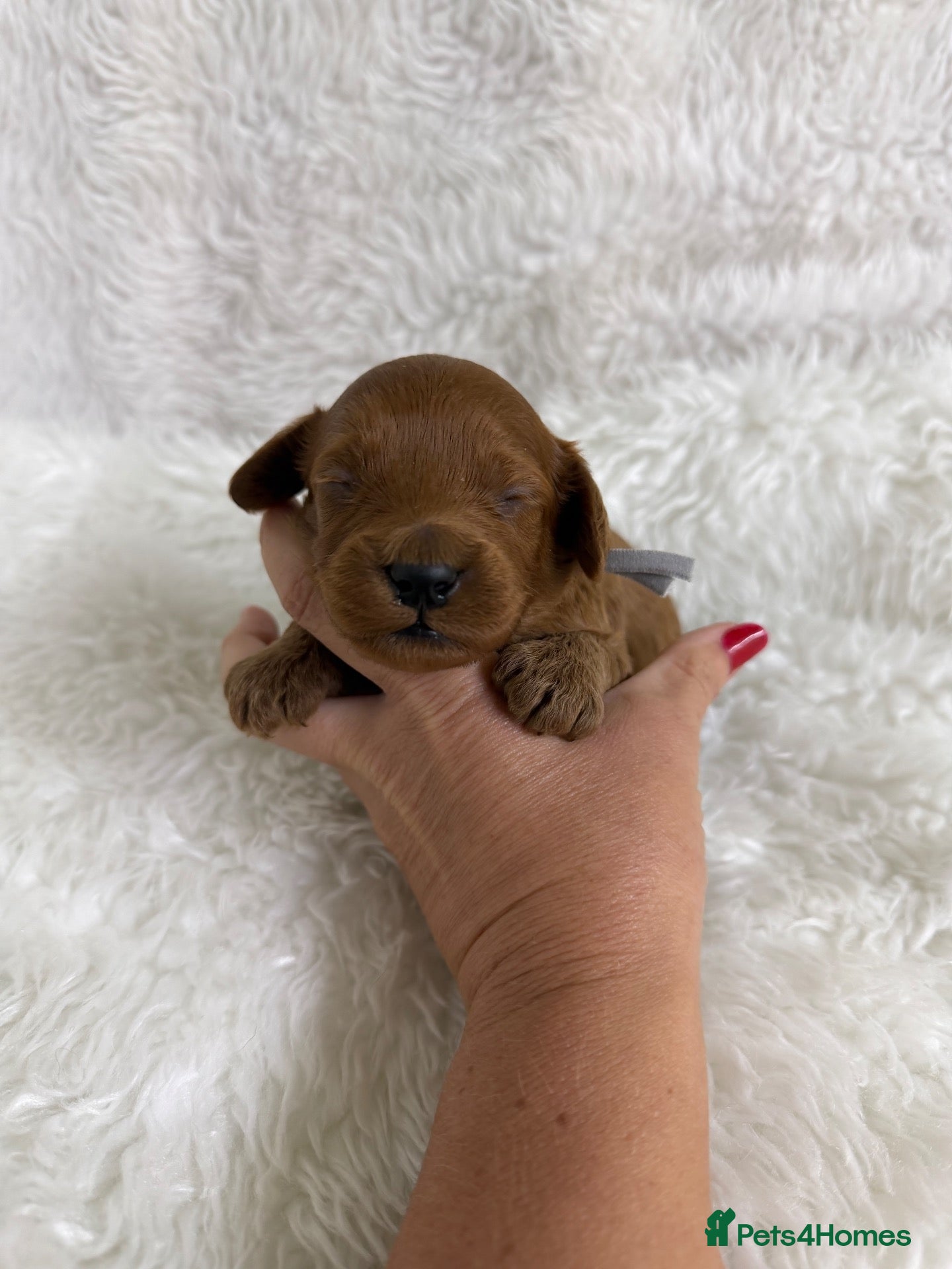 Cavapoo dogs Top quality, health tested F1b Cavapoo babies - Advert 2