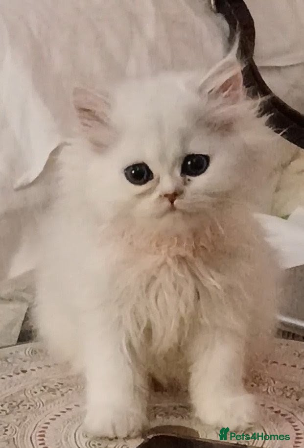 Persian cats Persian long hair white/silver kittens ready to go - Advert 11