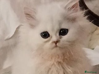 Persian cats Persian long hair white/silver kittens ready to go - Advert 9