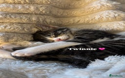 Mixed Breed cats for sale: 3 beautiful kittens looking for homes! - Advert 2