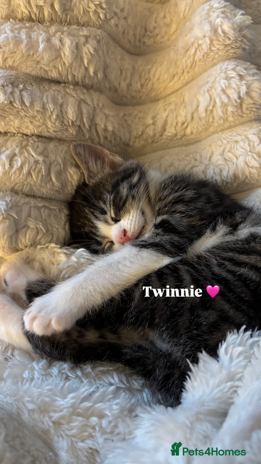 Mixed Breed cats for sale: 3 beautiful kittens looking for homes! - Advert 2