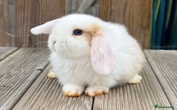 Mini Lop rabbits for sale: 2 beautiful mini lop girls available  - Image 12