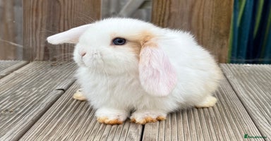 Mini Lop rabbits - Advert 10