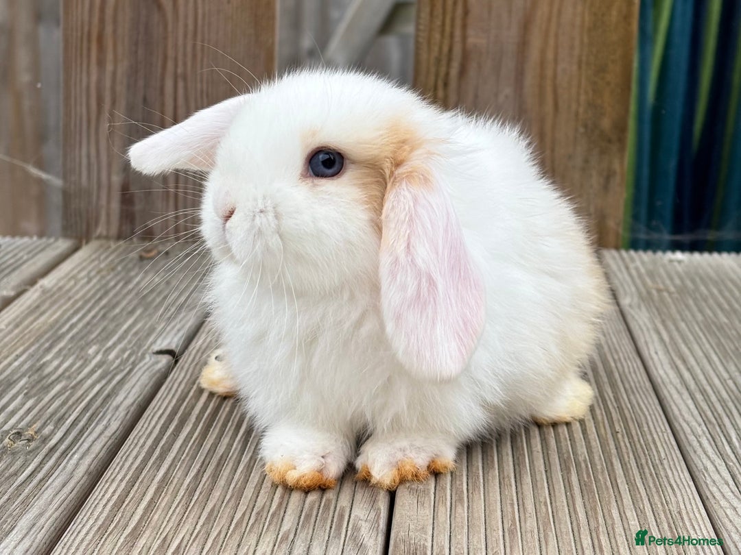 Mini Lop rabbits for sale: 2 beautiful mini lop girls available  - Image 12