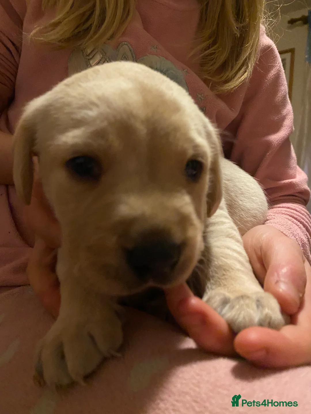 Labrador Retriever dogs for sale: Lovely Labrador puppies  in Bourne - Advert 12