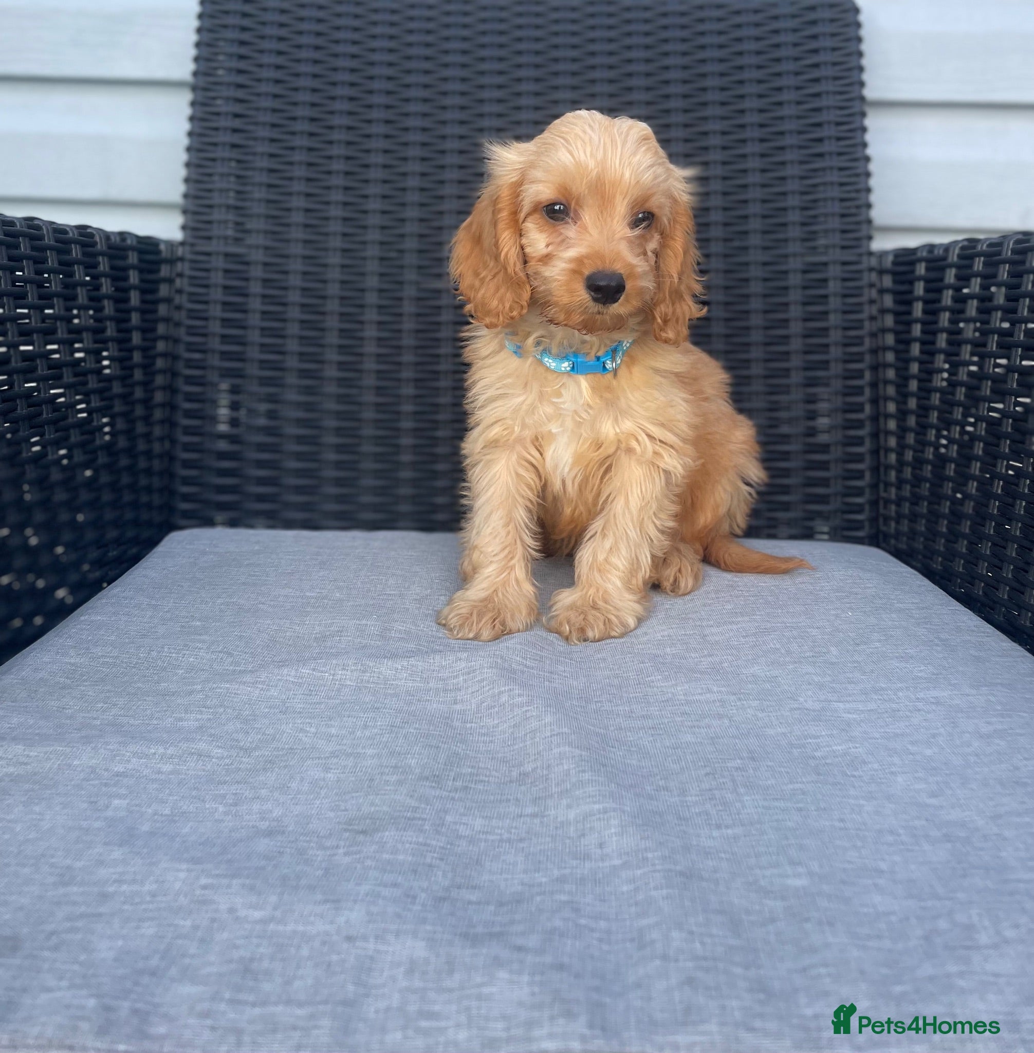 Cockapoo dogs Just stunning ready now 10 weeks old  💖💙🐾🏡 - Advert 2
