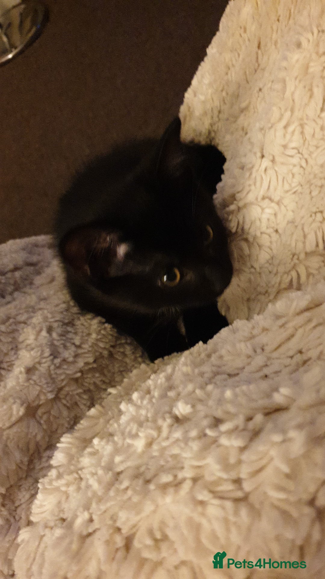 British Longhair cats for sale: Beautiful male kitten for sale - Advert 4