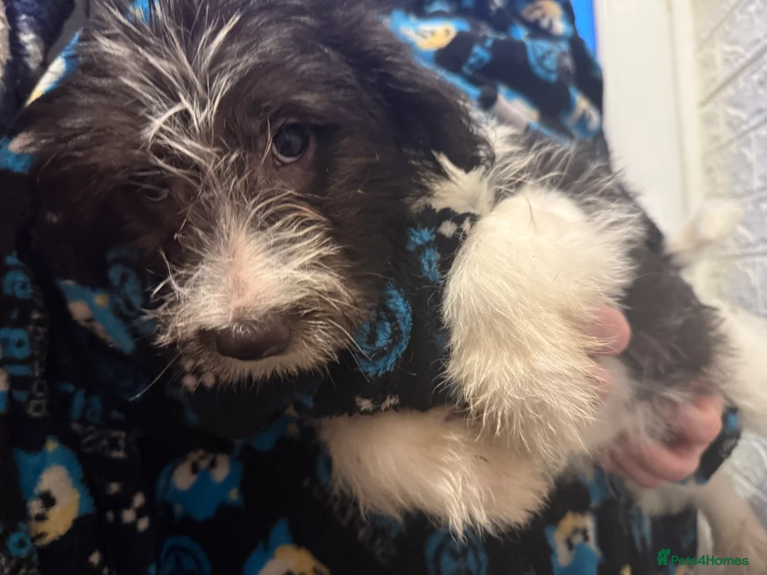 Mixed Breed dogs for sale: 6 Australian Shepherd X Springer x terrier puppies - Advert 13