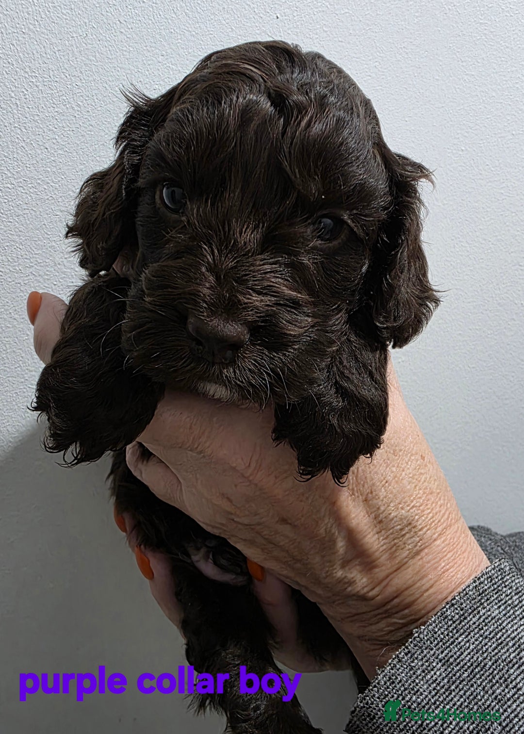 Cockapoo dogs for sale: Stunning f1 cockapoo pups - Advert 17
