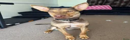 Mixed Breed dogs for adoption: Could You Be the One Valentina Needs? in Ipswich - Advert 13