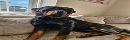Rottweiler dogs for stud: KC rottweiler Stud in Canterbury - Advert 2
