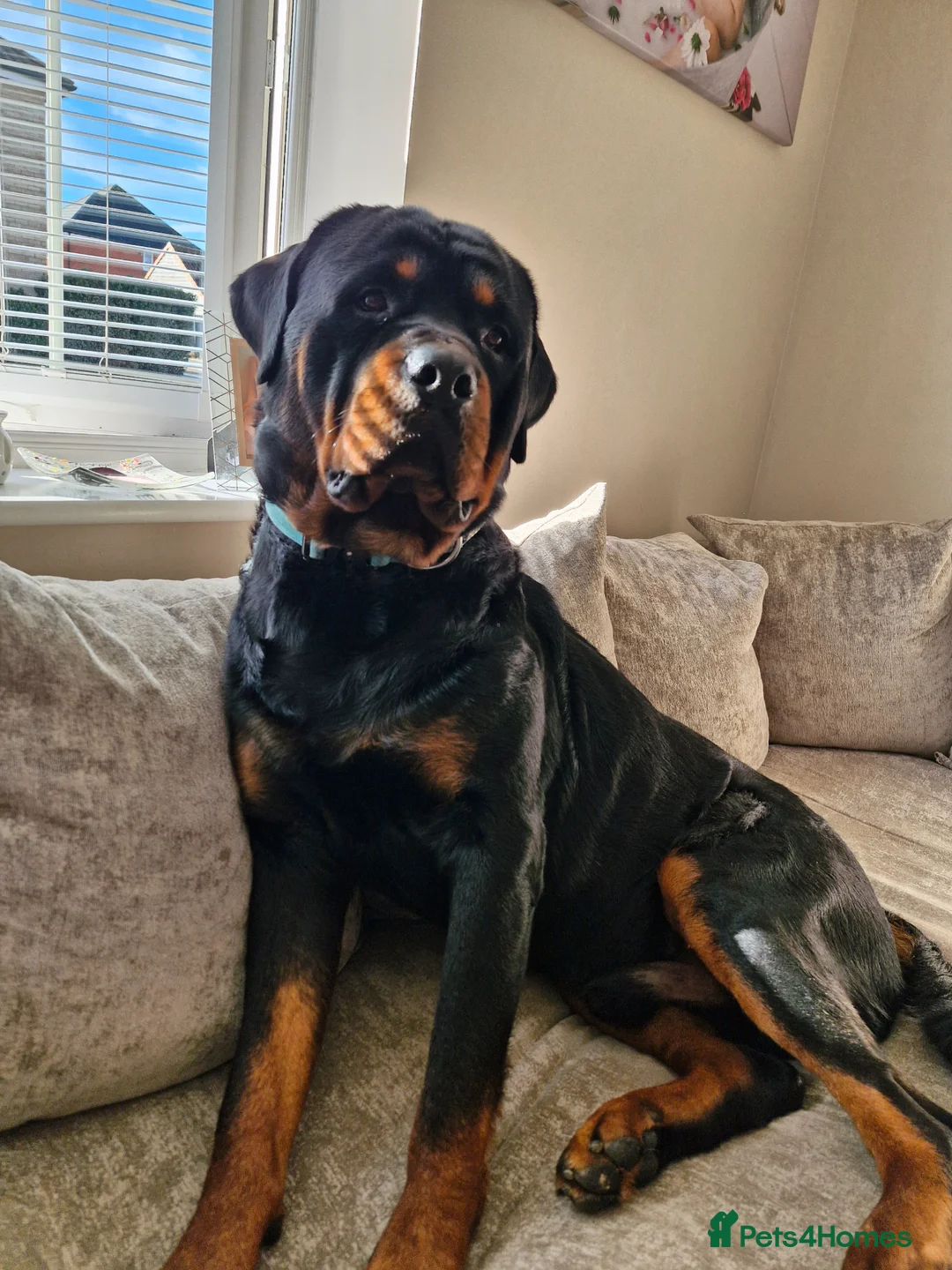 Rottweiler dogs for stud: KC rottweiler Stud in Canterbury - Advert 2
