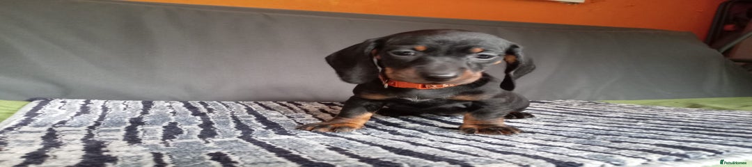 Dachshund Puppy 4