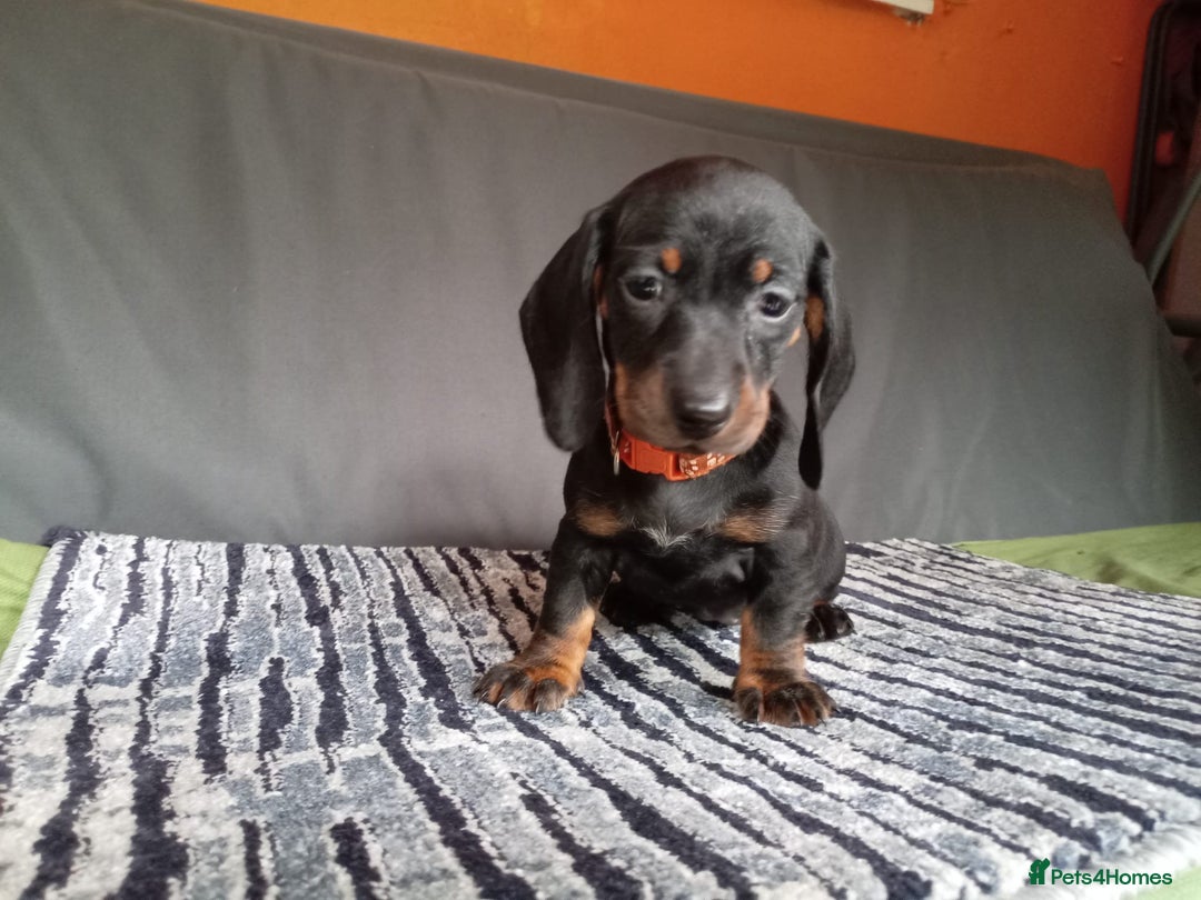 Dachshund dogs for sale: Beautiful dachshund babies  - Image 3