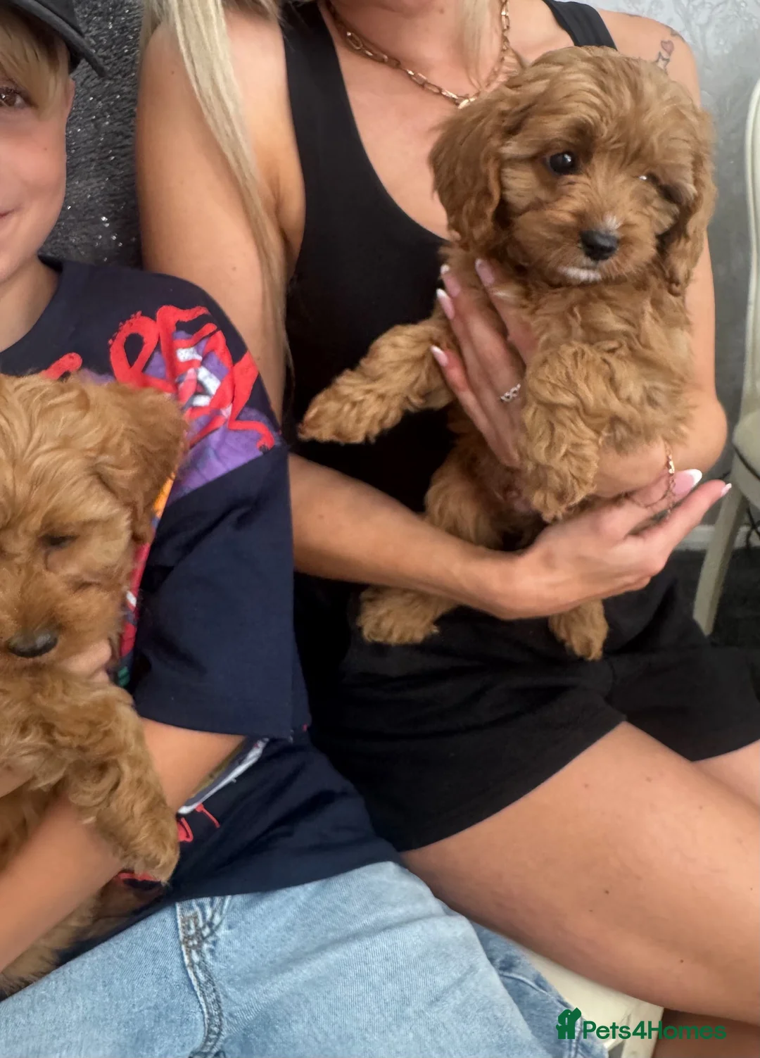 Cavapoo dogs for sale: Gorgeous F1 Cavapoo Pups Ready for Loving Homes 🐾 - Advert 2