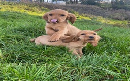 Cocker Spaniel dogs for sale: Show Type Cocker Spaniel Puppies - Advert 14