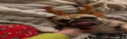 French Bulldog dogs for sale: French bulldog female  - Advert 3