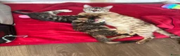 Bengal cats for sale: Beautiful Bengal x female kitten  - Advert 1