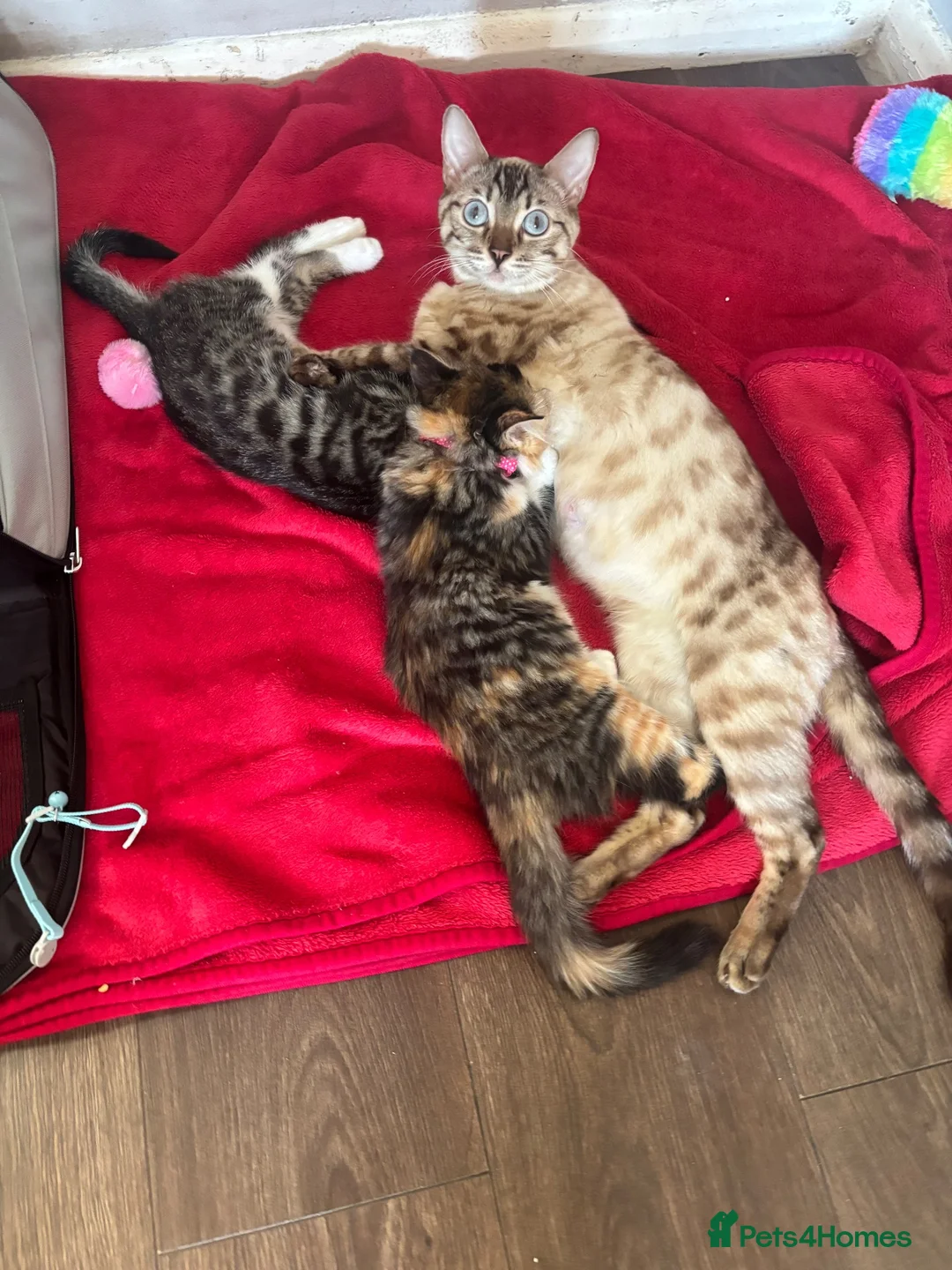 Bengal cats for sale: Beautiful Bengal x female kitten  - Advert 1