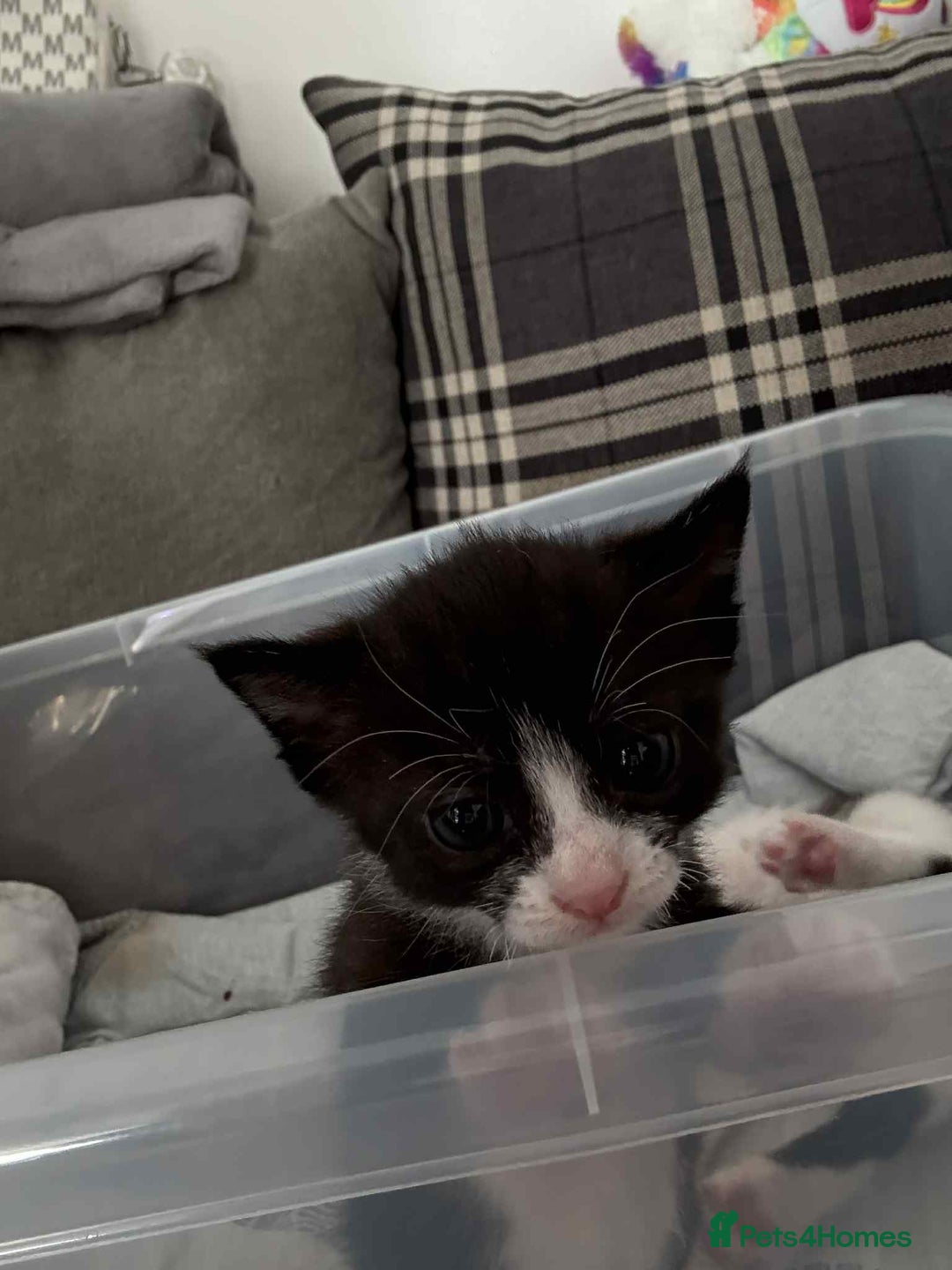 British Shorthair cats for sale: 2 kittens for sale  - Image 9