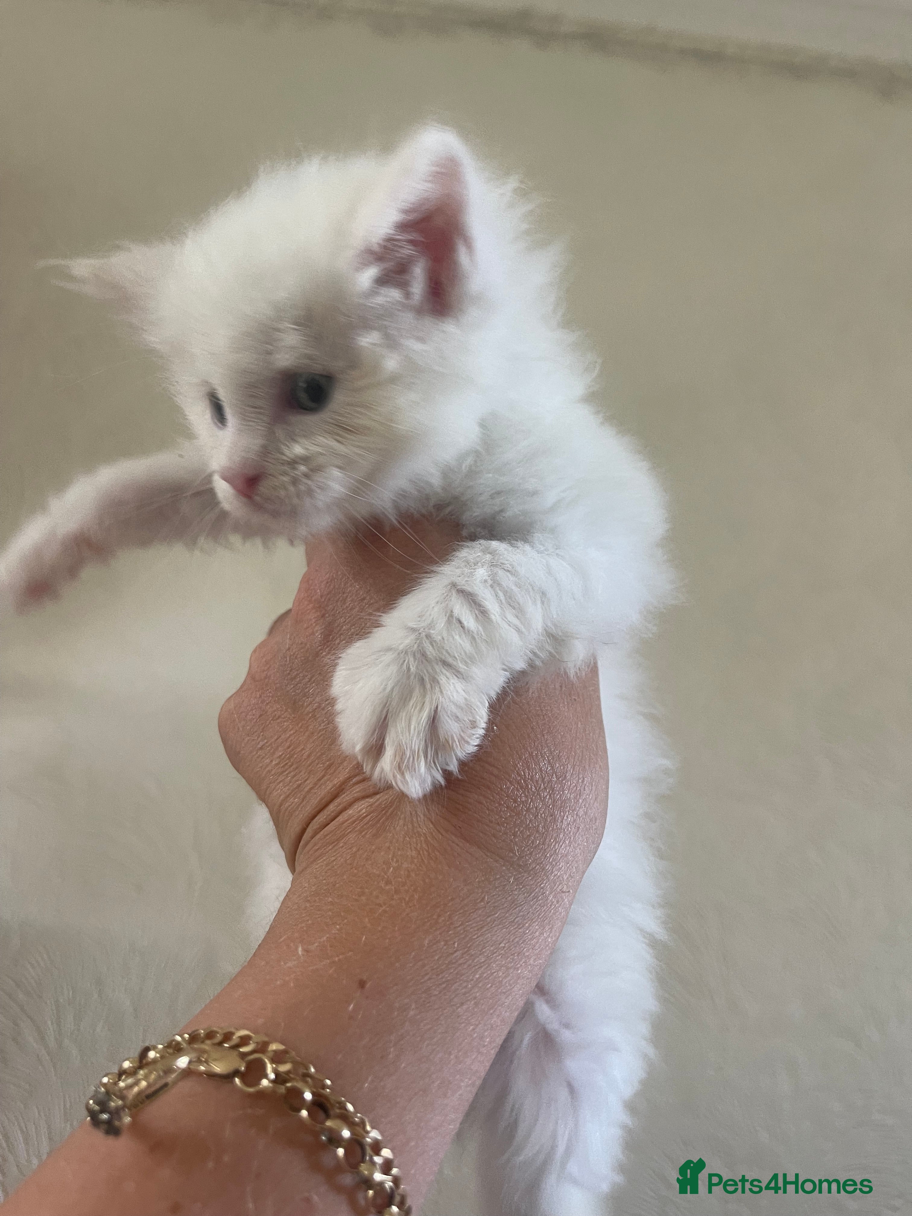 Maine Coon cats for sale: Maine Coon boy - Advert 3