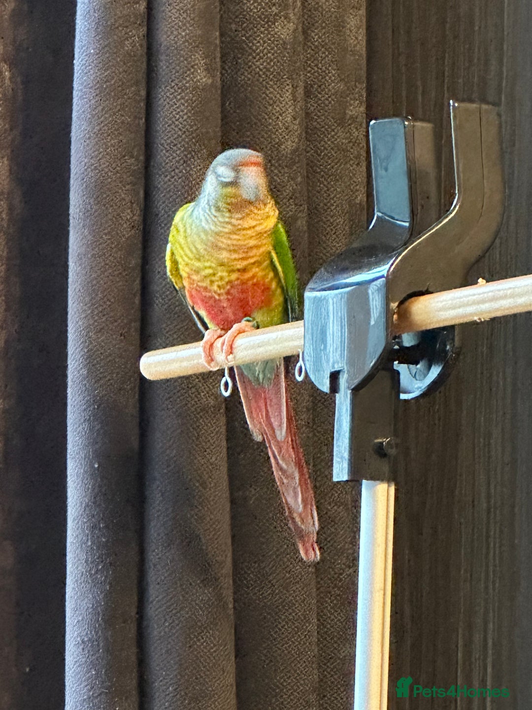 Conures birds for sale: Green Cheeked Conure  - Advert 4