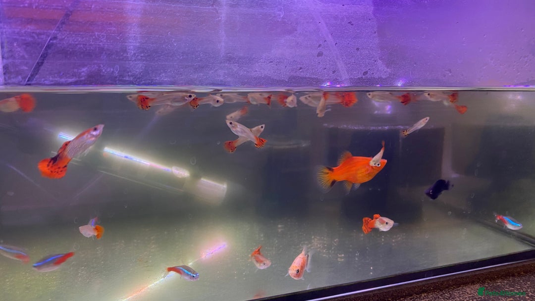 Platies fish for sale: Platies mollies guppies - Advert 2