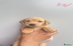 Labrador Retriever dogs for sale: Labrador retriever pups KC Registered - Image 5