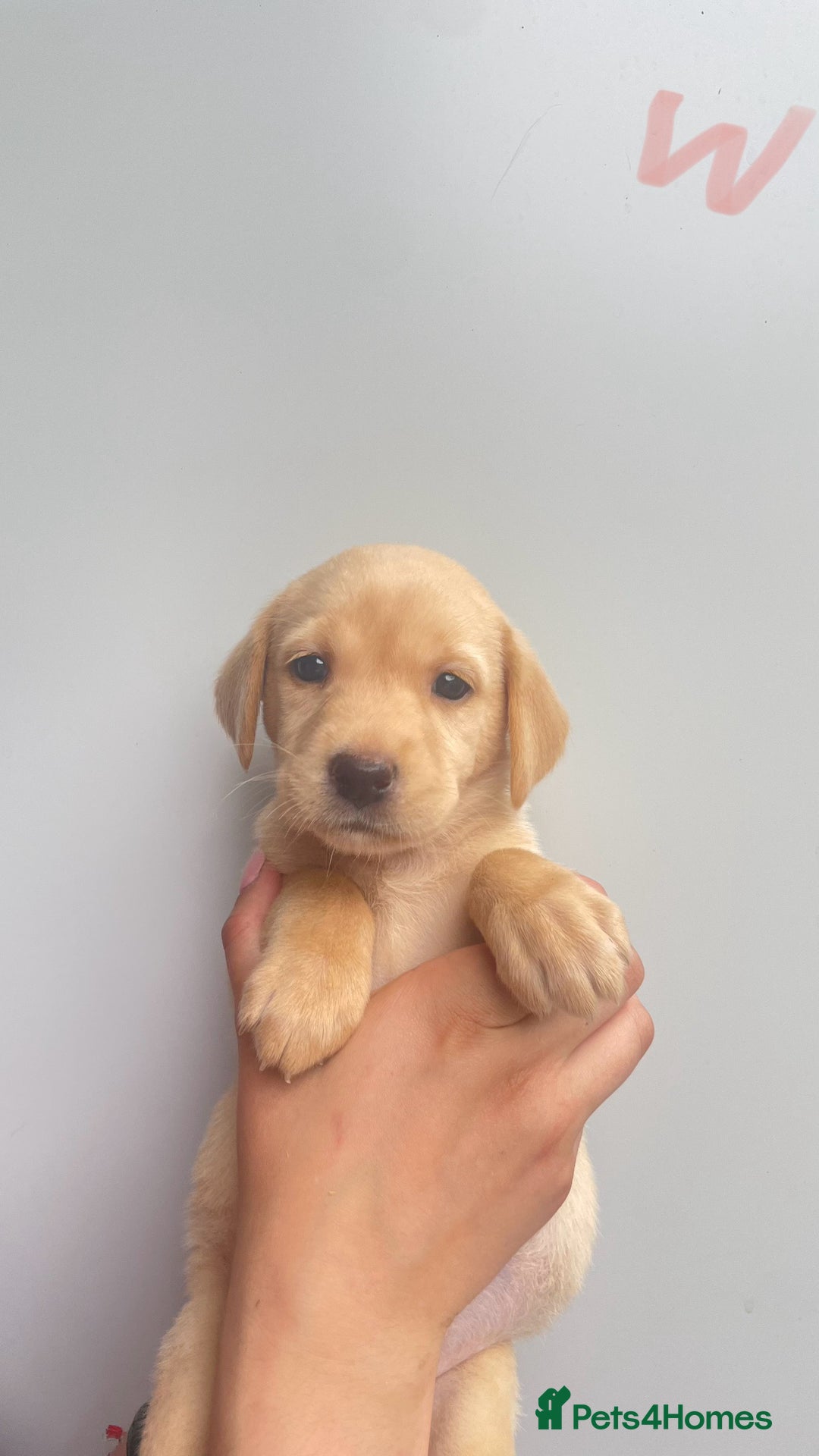 Labrador Retriever dogs for sale: Labrador retriever pups KC Registered - Image 5