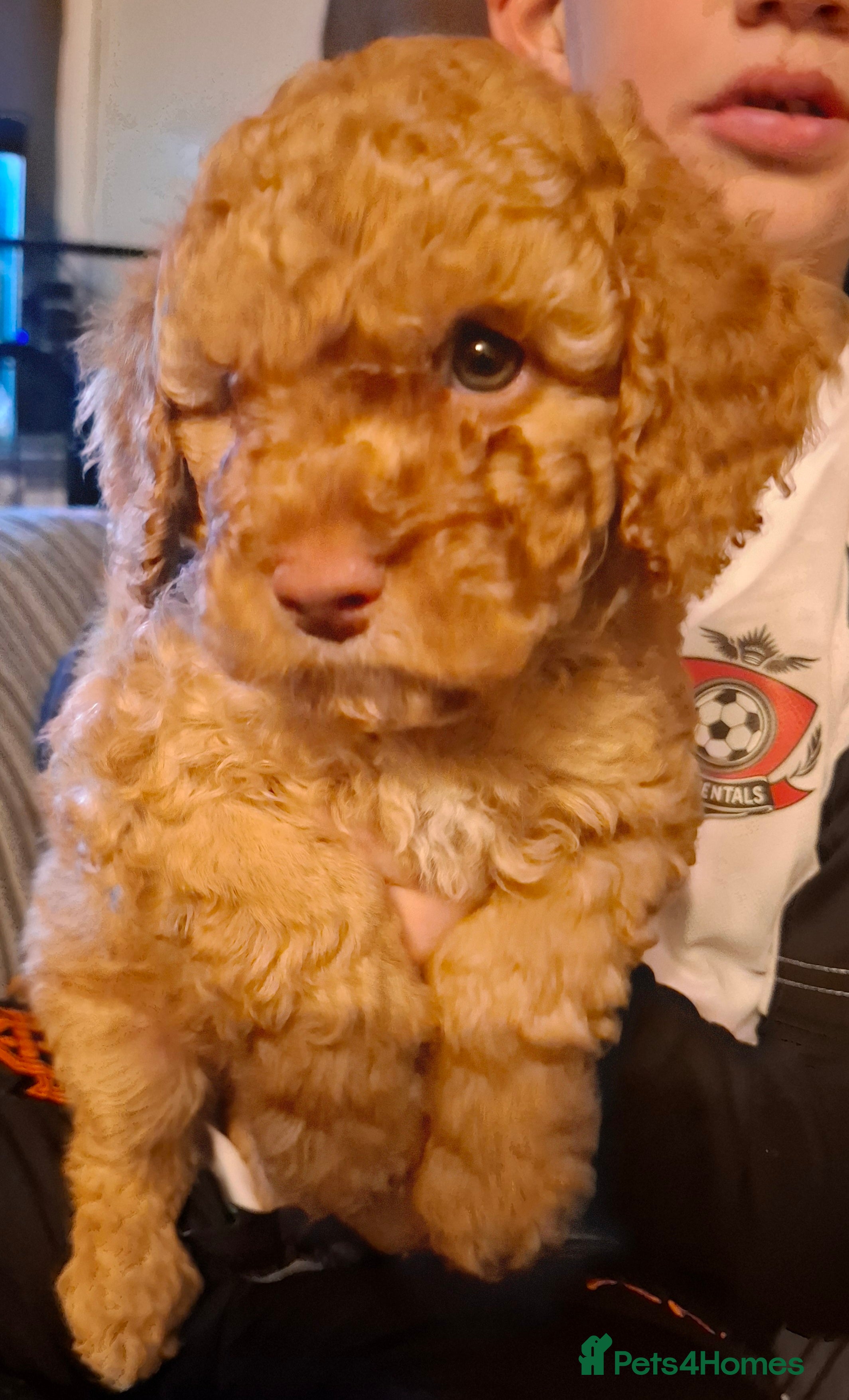 Cockapoo dogs Minature cockapoo  - Advert 1