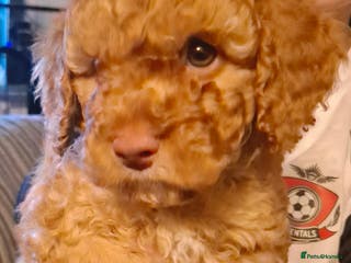 Cockapoo dogs Minature cockapoo - Advert 6