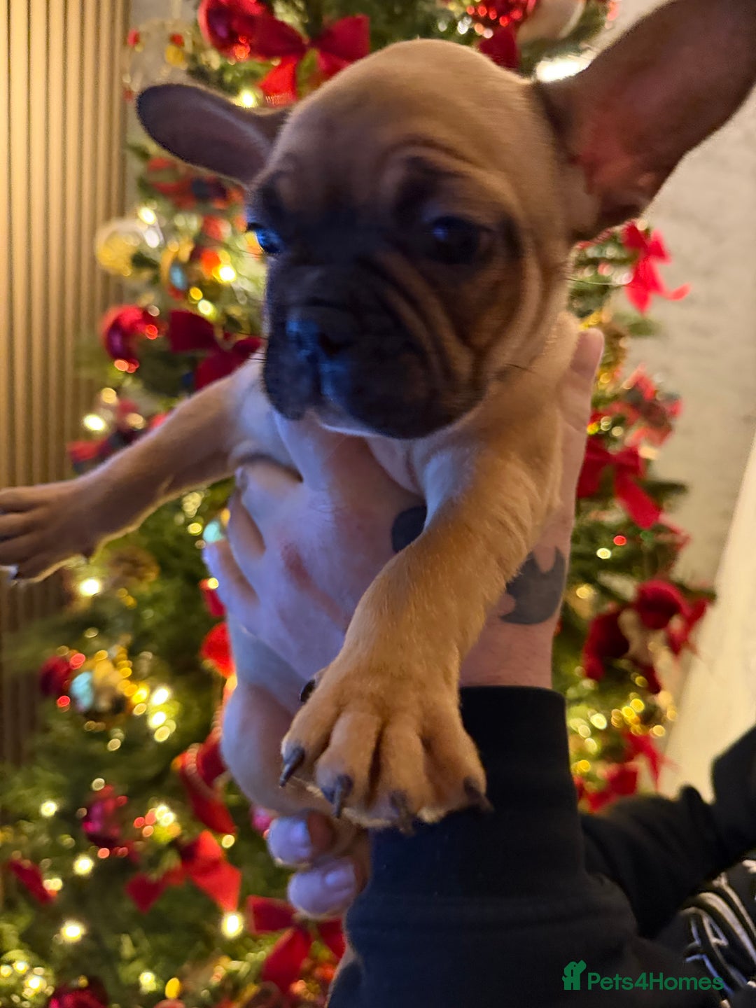 French Bulldog dogs for sale: READY NOW🐾 4 beautiful girls  - Advert 21