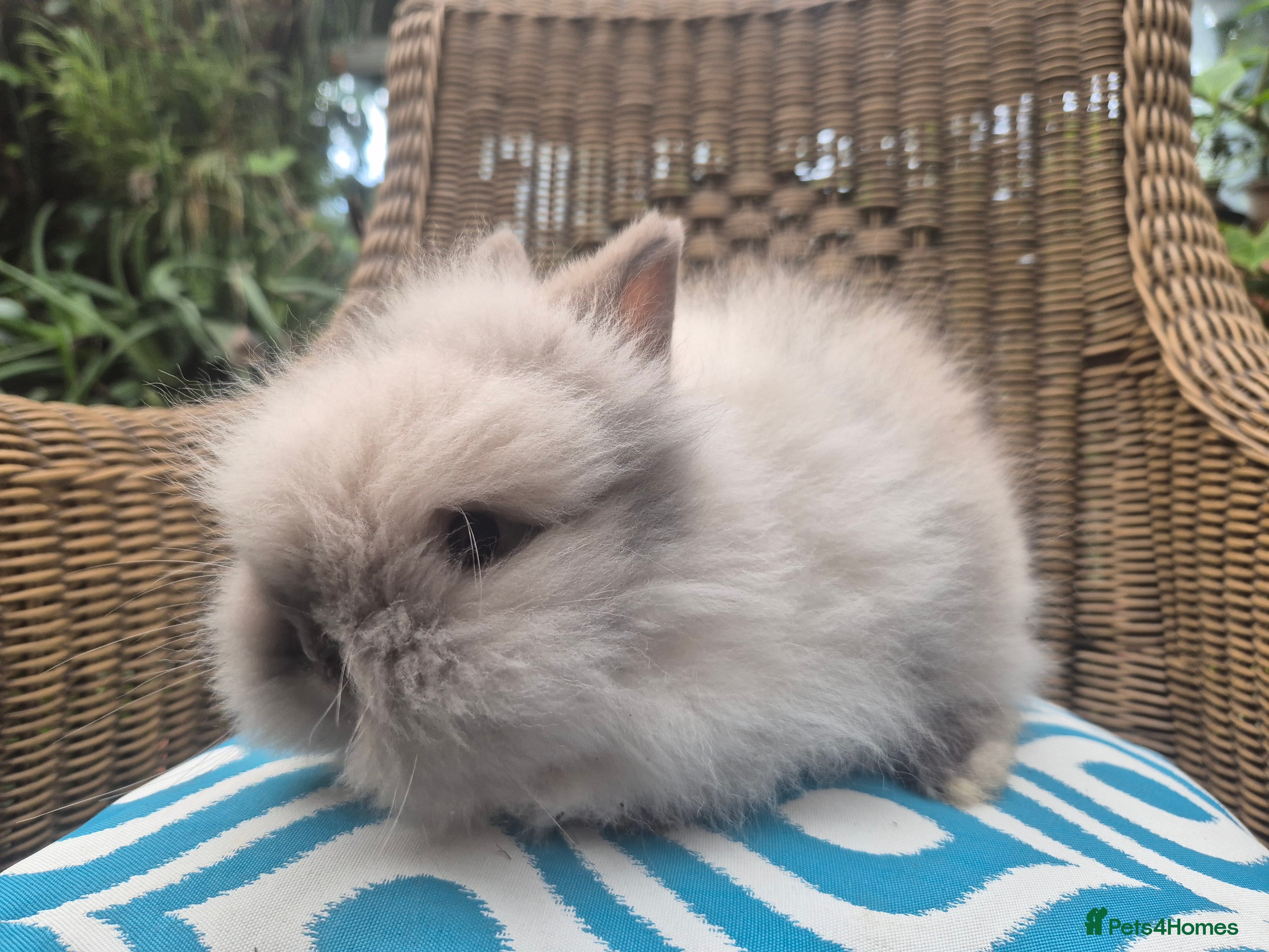 Angora rabbits 💗Blue harli girl teddydwerg💖 - Advert 7