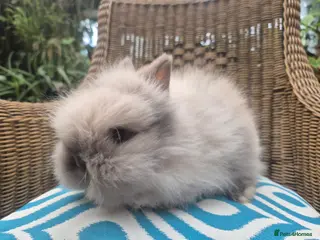 Angora rabbits 💗Blue harli girl teddydwerg💖 - Advert 18