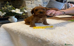 Irish Doodle dogs for sale: Stunning litter of mini Irish Doodles - Image 4