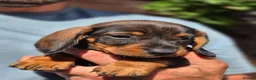Dachshund dogs for sale: Wirehaired dachshund teckel pups in Crook - Advert 7