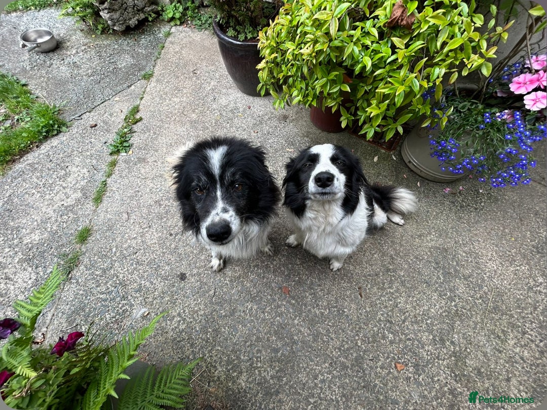 Border Collie dogs for sale: Very cute Border Collie Pups From Working Dogs - Advert 6