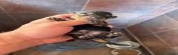 Miniature Dachshund dogs for sale: Miniature dachshund  - Advert 6